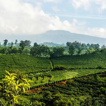 Costa Rican Coffee