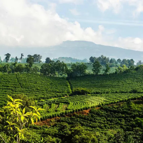 Costa Rican Coffee