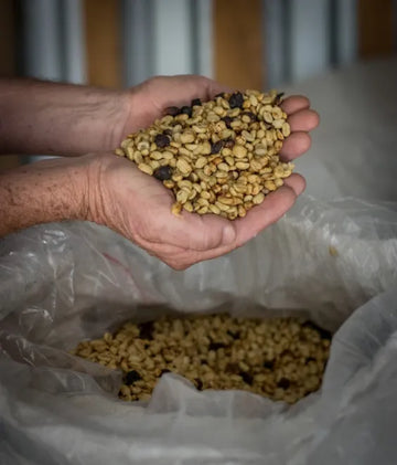 Three reasons to enjoy a cup of Costa Rican coffee